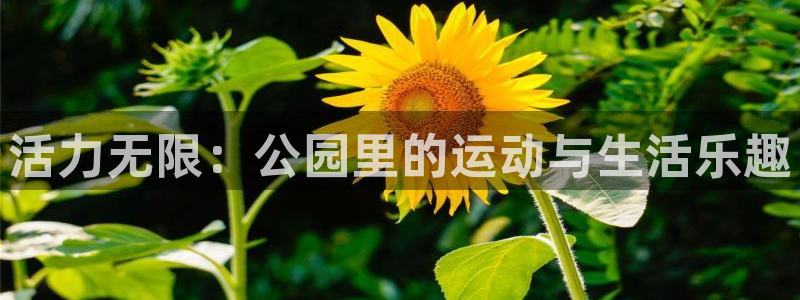 谈球吧体育官网：活力无限：公园里的运动与生活乐趣